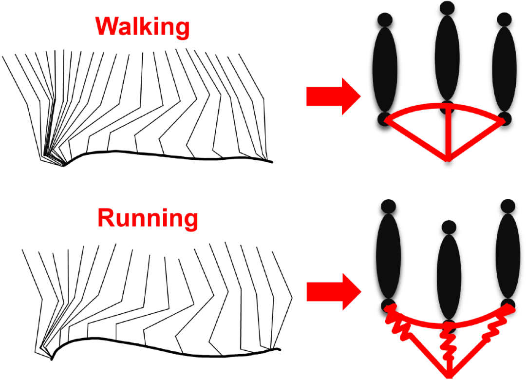 图1 步行和跑步的步态差异